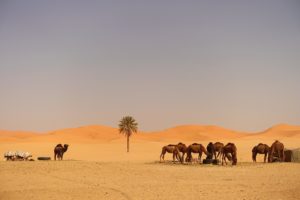 Arrive in the desert