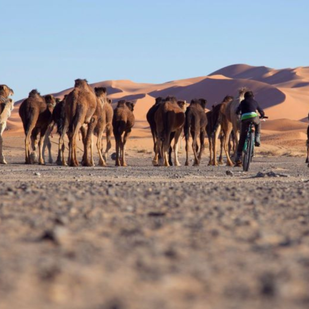 Paseo en camello por el desierto